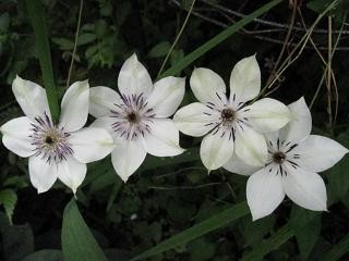 f:id:cangael:20100622114734j:image