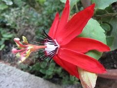 f:id:cangael:20100711055937j:image