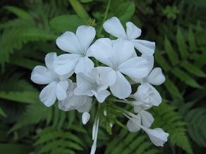 f:id:cangael:20100720064548j:image f:id:cangael:20100720064548j:image