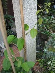 f:id:cangael:20100724093611j:image