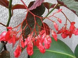 f:id:cangael:20100731115326j:image
