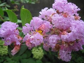 f:id:cangael:20100801095516j:image f:id:cangael:20100801095516j:image