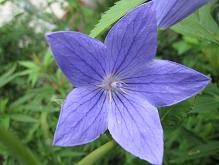 f:id:cangael:20100816092220j:image