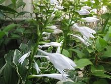 f:id:cangael:20100820060332j:image
