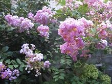 f:id:cangael:20100820060709j:image
