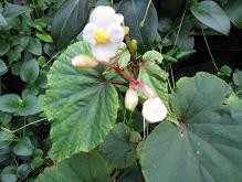 f:id:cangael:20100823182157j:image