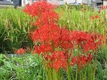 f:id:cangael:20100926154011j:image f:id:cangael:20100926154011j:image
