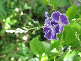f:id:cangael:20101012102917j:image f:id:cangael:20101012102917j:image