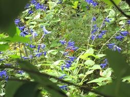 f:id:cangael:20101017113832j:image