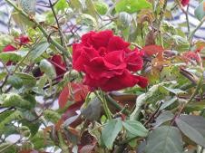f:id:cangael:20101019164304j:image