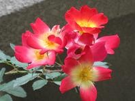 f:id:cangael:20101020101059j:image