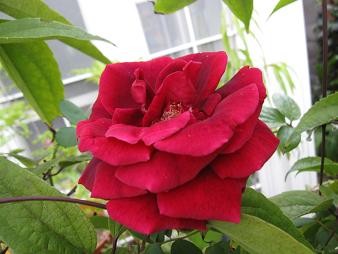 f:id:cangael:20101024150538j:image