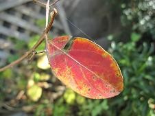 f:id:cangael:20101111120020j:image