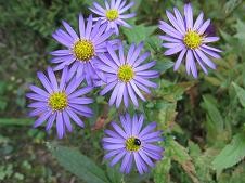 f:id:cangael:20101113124154j:image