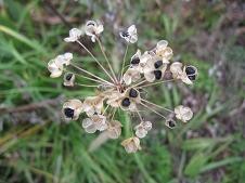 f:id:cangael:20101113142037j:image