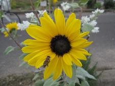 f:id:cangael:20101113142427j:image