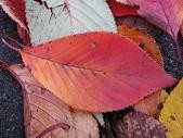 f:id:cangael:20101113160441j:image