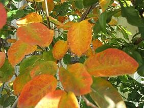 f:id:cangael:20101116115520j:image
