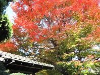 f:id:cangael:20101127131840j:image