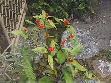 f:id:cangael:20101213135925j:image