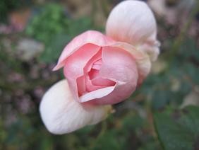 f:id:cangael:20101223160354j:image
