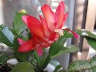 f:id:cangael:20101228101939j:image