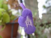 f:id:cangael:20101228102201j:image