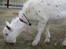 f:id:cangael:20110118141521j:image