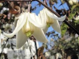 f:id:cangael:20110204132621j:image