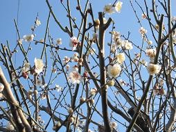 f:id:cangael:20110215151903j:image f:id:cangael:20110215151903j:image