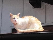 f:id:cangael:20110216114210j:image