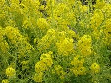 f:id:cangael:20110223140820j:image