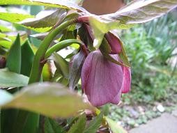 f:id:cangael:20110310140621j:image