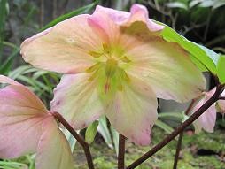 f:id:cangael:20110310140700j:image