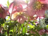 f:id:cangael:20110329125620j:image