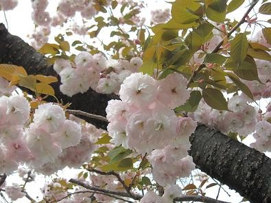 f:id:cangael:20110424150726j:image