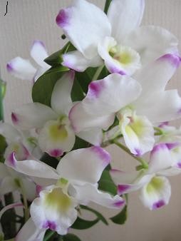 f:id:cangael:20110508114931j:image:right f:id:cangael:20110508114931j:image:right