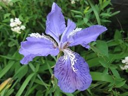 f:id:cangael:20110514092146j:image:left