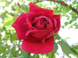 f:id:cangael:20110514092935j:image:left