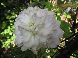 f:id:cangael:20110514093348j:image:right