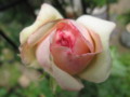 f:id:cangael:20110521123510j:image:medium:left f:id:cangael:20110521123510j:image:medium:left