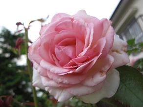f:id:cangael:20110611183226j:image