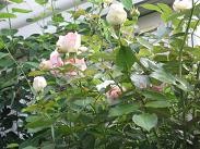 f:id:cangael:20110614062546j:image:left