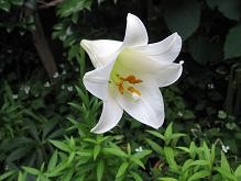 f:id:cangael:20110619181854j:image:left