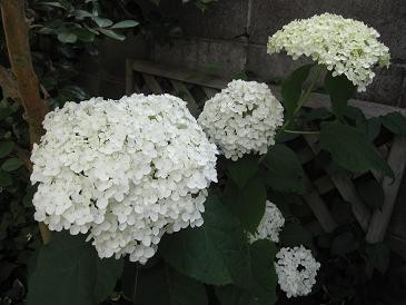 f:id:cangael:20110625080856j:image