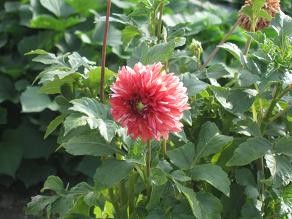 f:id:cangael:20110731161931j:image