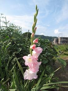 f:id:cangael:20110731162557j:image