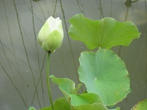 f:id:cangael:20110825113116j:image f:id:cangael:20110825113116j:image