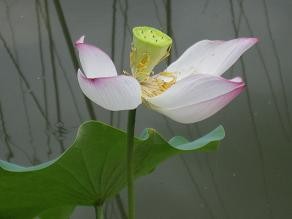 f:id:cangael:20110825113132j:image f:id:cangael:20110825113132j:image