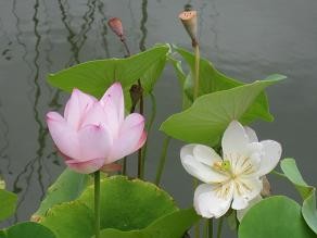 f:id:cangael:20110825113214j:image f:id:cangael:20110825113214j:image